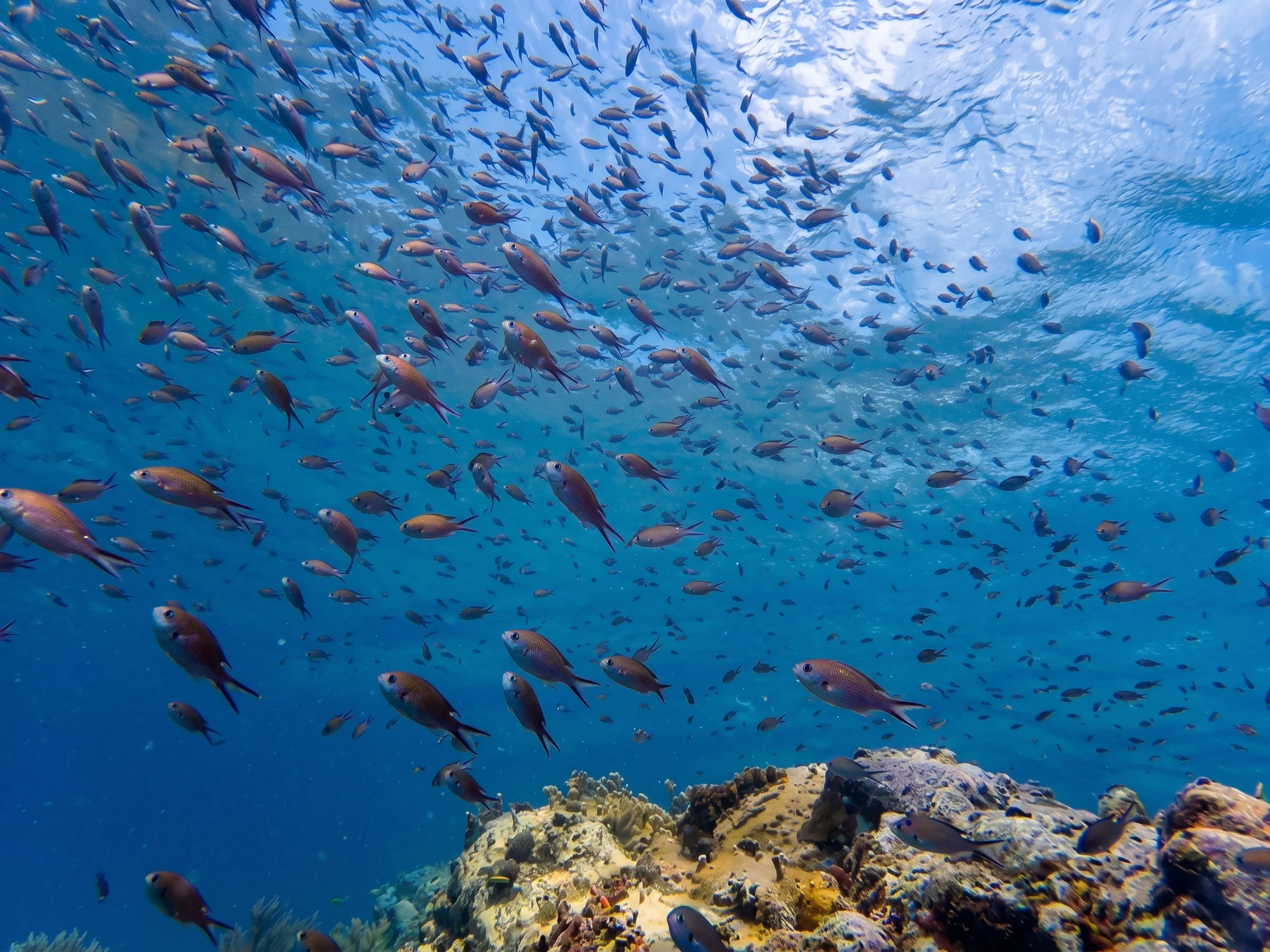 Plongée Guadeloupe 6