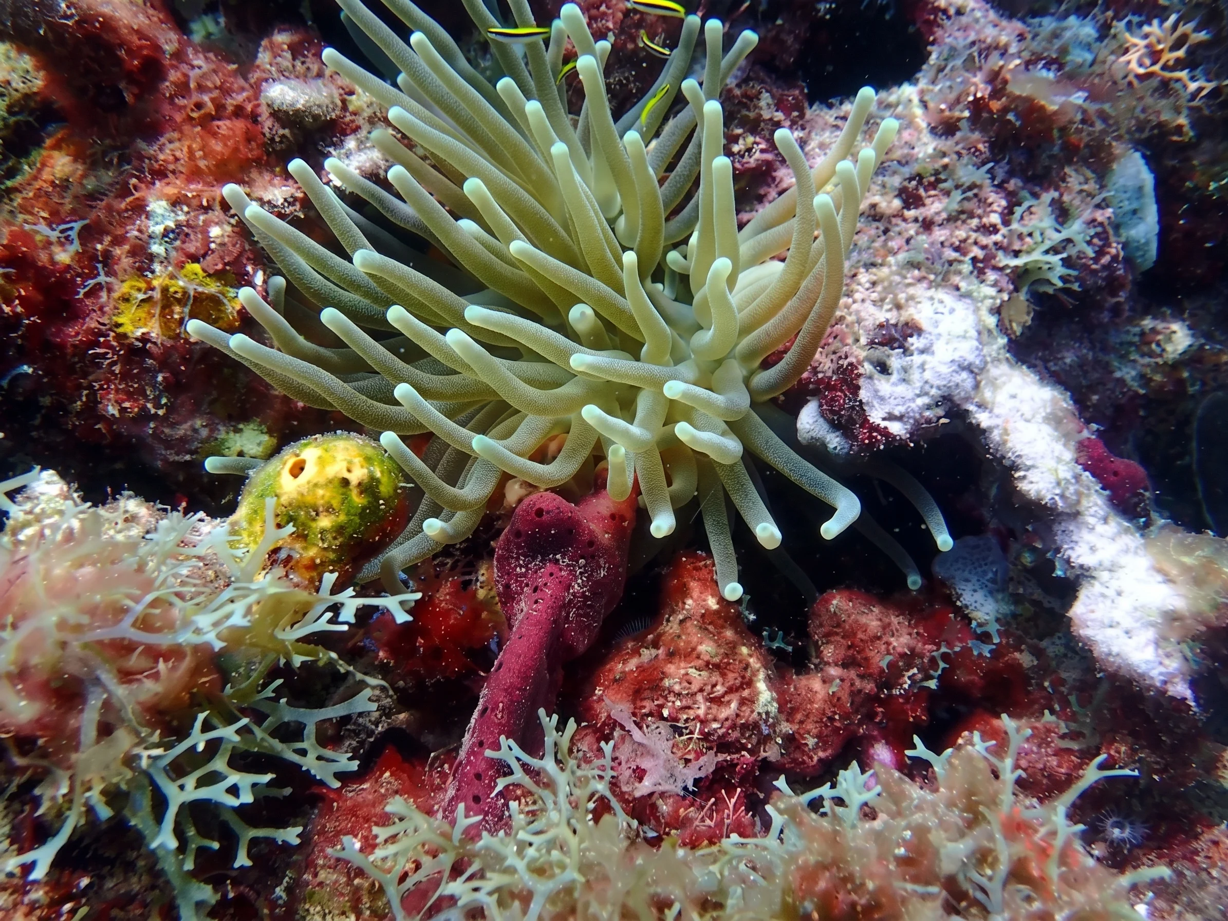 Plongée Guadeloupe 7