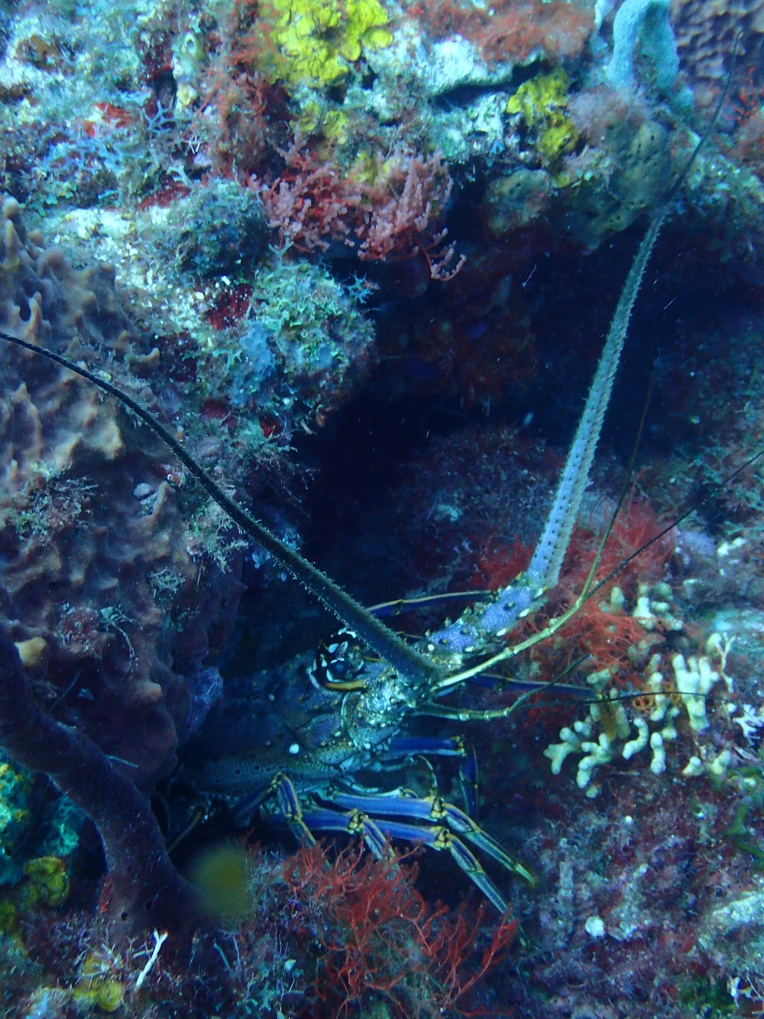 Plongée Guadeloupe 7
