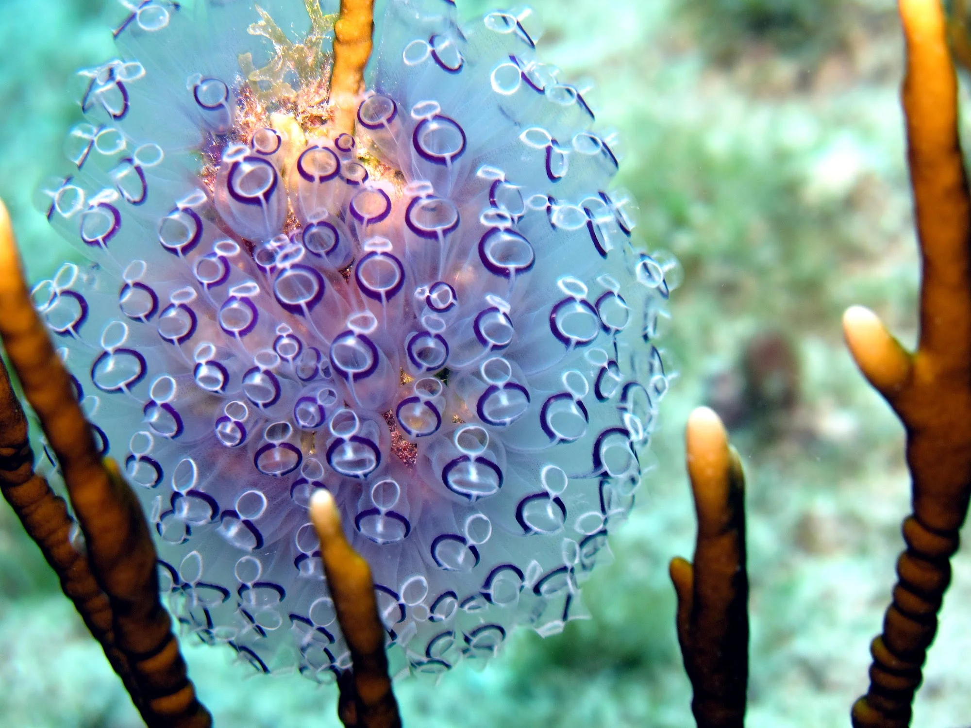Plongée Guadeloupe 4